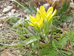 Gagea bohemica