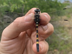 Zygonoides fuelleborni