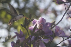 Leucolia violiceps
