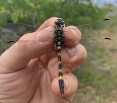 Zygonoides fuelleborni
