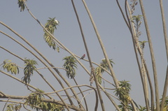 Pyrocephalus rubinus