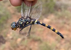 Zygonoides fuelleborni