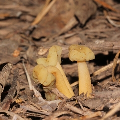 Leotiomycetes