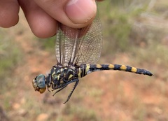 Zygonoides fuelleborni