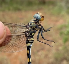 Zygonoides fuelleborni