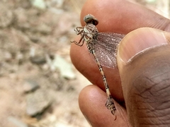 Paragomphus genei