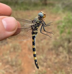 Zygonoides fuelleborni