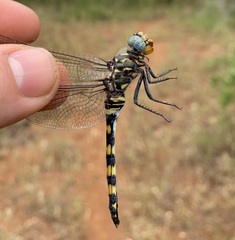 Zygonoides fuelleborni