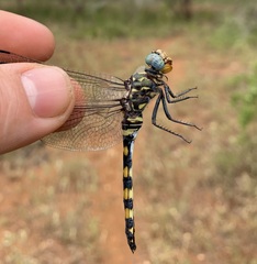 Zygonoides fuelleborni