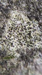 Arthonia radiata