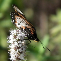 Acraea acara acara