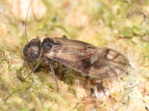 Peripsocus milleri (Tillyard, 1923)