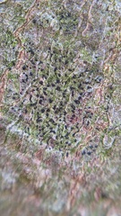 Pseudoschismatomma rufescens