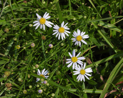 Aster lautureanus