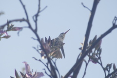 Leucolia violiceps