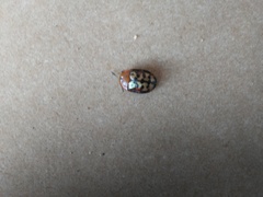 Conchyloctenia punctata