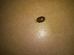 Conchyloctenia punctata