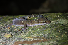 Cyrtodactylus intermedius