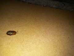 Conchyloctenia punctata