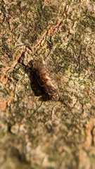 Ectopsocus briggsi
