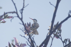 Leucolia violiceps