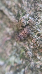 Ectopsocus briggsi