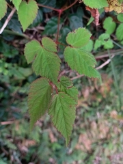 Astilbe longicarpa