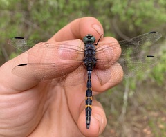 Zygonoides fuelleborni