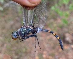 Zygonoides fuelleborni