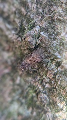 Ectopsocus briggsi
