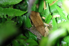 Sylvirana mortenseni