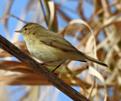 Phylloscopus collybita