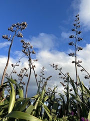 Phormium tenax