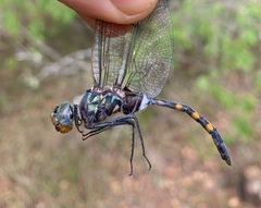 Zygonoides fuelleborni