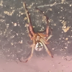 Latrodectus geometricus