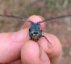 Zygonoides fuelleborni