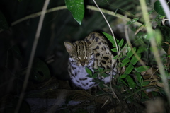 Prionailurus bengalensis