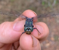 Zygonoides fuelleborni