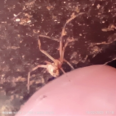 Latrodectus geometricus