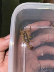 Buthus mariefranceae