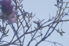Leucolia violiceps