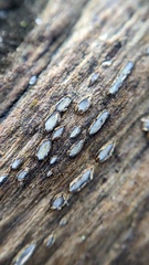 Propolis farinosa