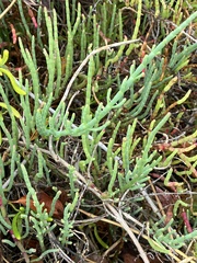 Salicornia