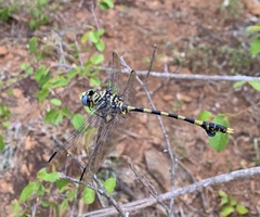 Ictinogomphus ferox