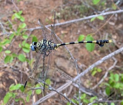 Ictinogomphus ferox