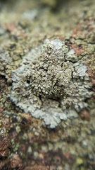 Hyperphyscia adglutinata