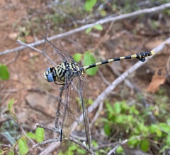 Ictinogomphus ferox