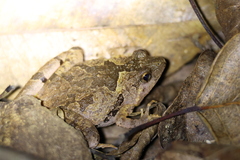 Microhyla berdmorei