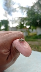 Pseudopaludicola pocoto