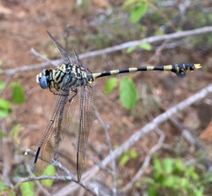 Ictinogomphus ferox